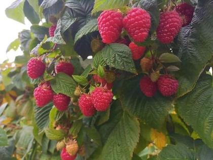 Малина ремонтантная сорт Пингвин