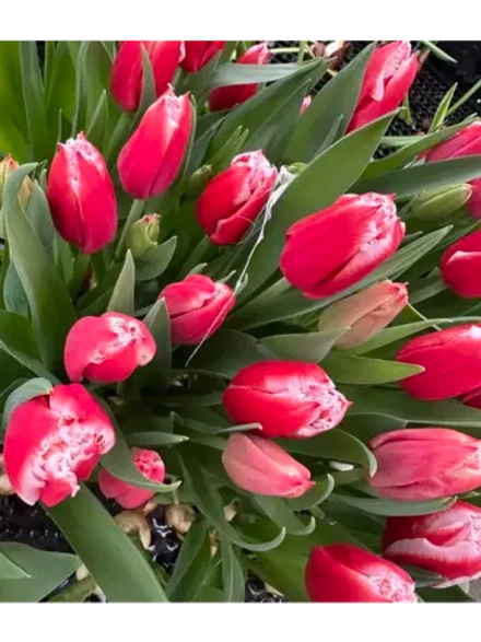 Тюльпаны,луковицы сорт Пол Маккартни (4штуки)