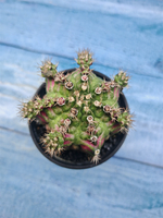 Gymnocalycium T-Rex Pink hybride (Гимнокалициум T-rex)
