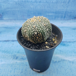 Astrophytum Asterias (Астрофитум)
