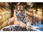 Картина по номерам 22х30см. "Величественный тигр в лучах солнца" 16цв. (Арт. Х-4028)