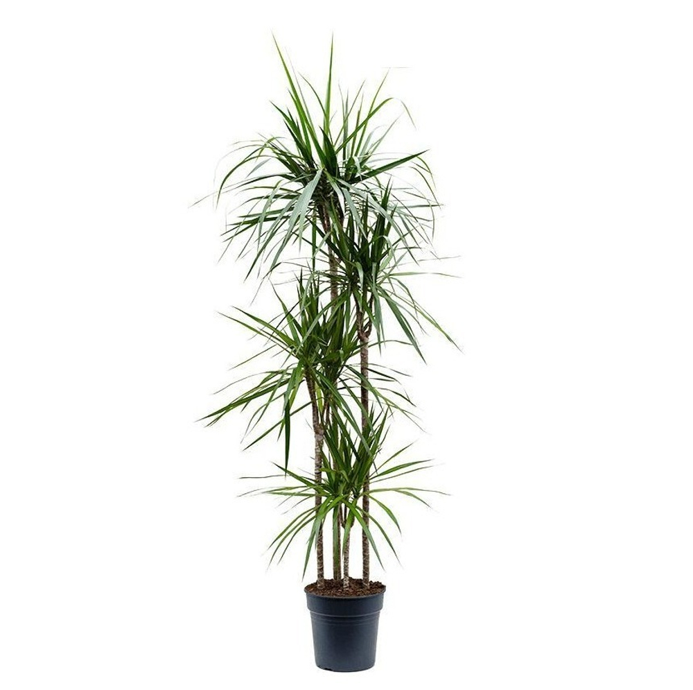 Драцена Маргината