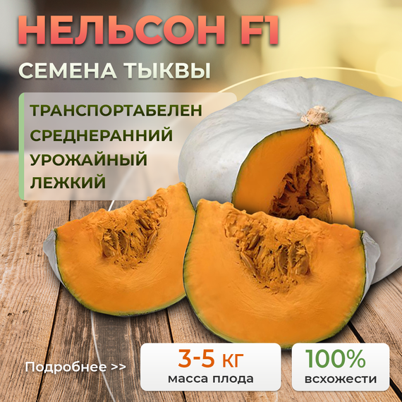НЕЛЬСОН_F1_семена_тыквы_Enza_Zaden_Alexagro_купить – фото 1