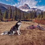 шлейка для байкджоринга красная