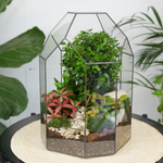Готовый флорариум бонсай Мирсина Бонсариум