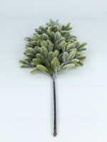 Ветка пихты