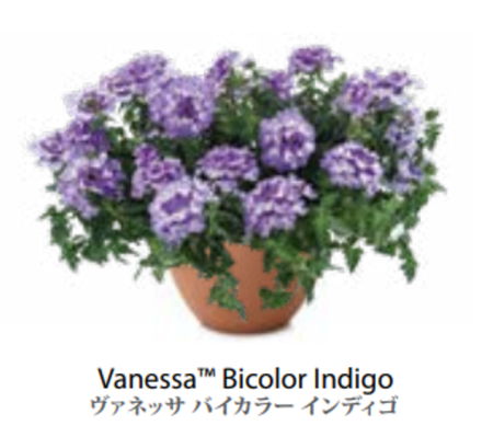 ЕВРО Вербена Verbena Vanessa Bicolor Indigo НЕукор черенок середина ноября 25