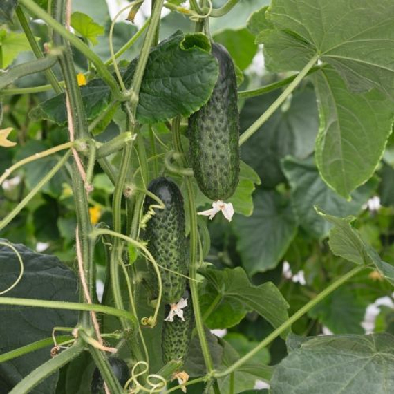 АТИК F1 семена огурца (Bejo | Alexagro) – фото 2