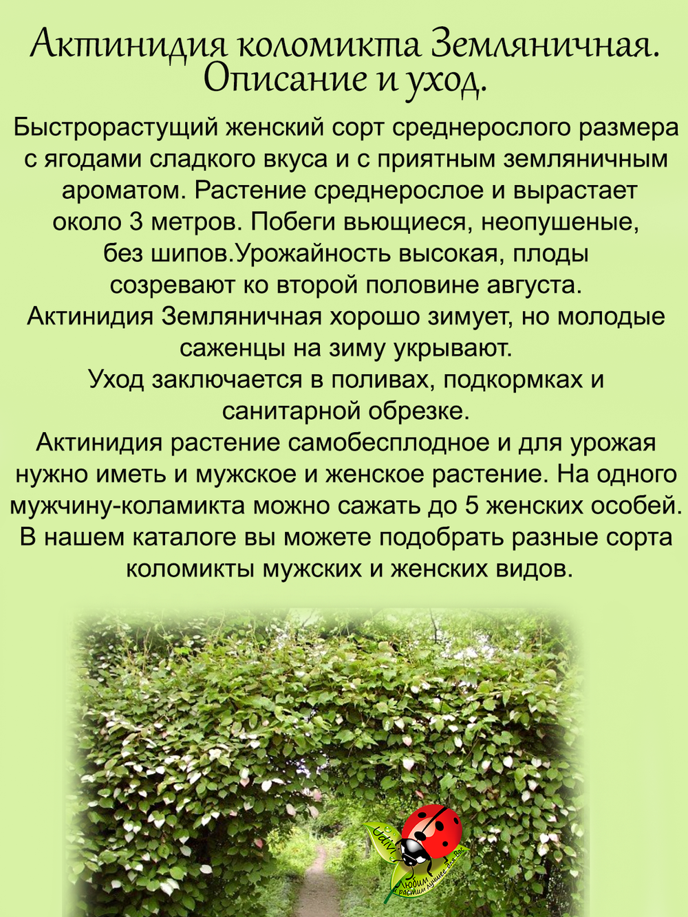 Актинидия коломикта Земляничная (жен)