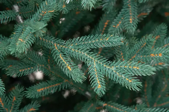 Искусственная елка Грация 210 см., 100% литая хвоя, ЕлкиТорг (164210)