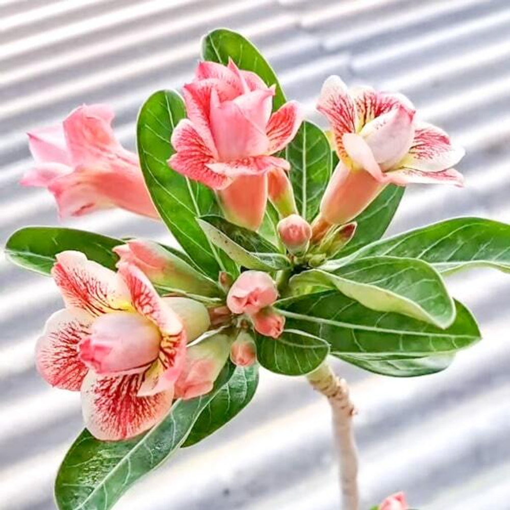 Адениум SPIDER WEBS