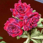 Адениум обесум 335 Ngọc Minh