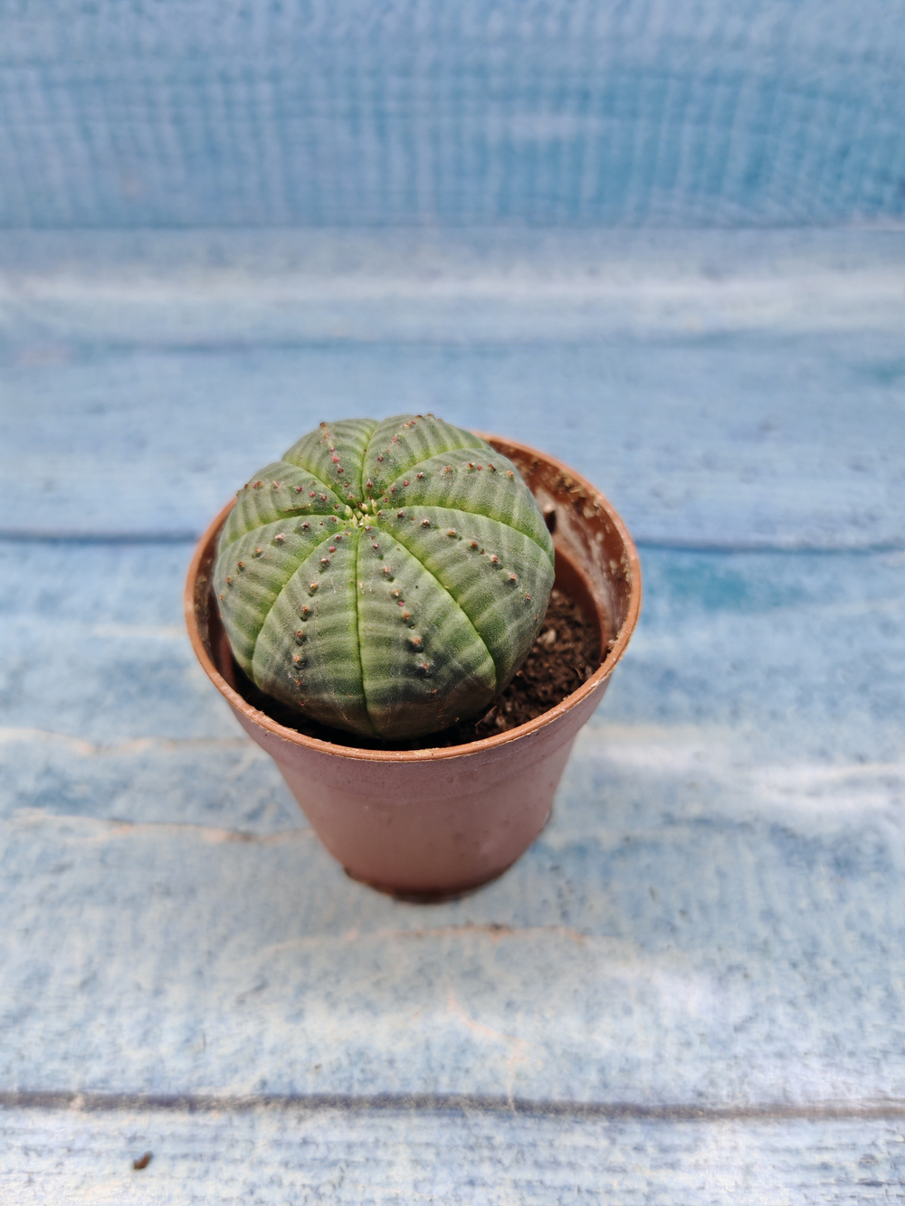 Euphoria Obesa (Эуфорбия)