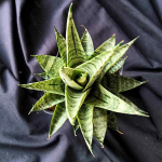 Сансевиерия NAKORN LUANG