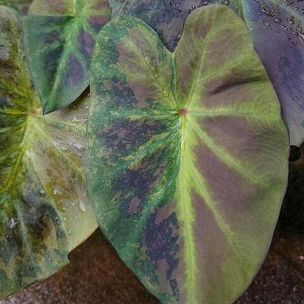 Колоказия MARY THE NIGHT