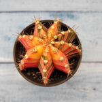 Gymnocalycium Variegata (Гимнокалициум Вариегатный)