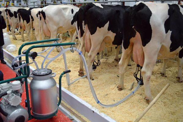Как приучить корову к доильному аппарату, правила пользования и ошибки начинающих