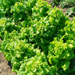Салат Древнегерманского Племени Батавов - Bataafse Lettuce Salade
