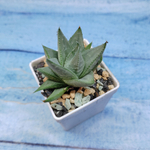 Haworthia Savanna (Хавортия)