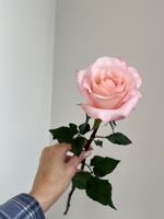 Роза одноголовая в розовом оттенке