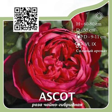 Роза чайно-гибридная "Ascot"