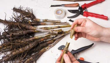 Зимняя прививка плодовых деревьев в помещении: наш пошаговый фото-отчет