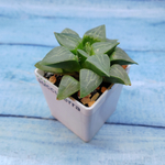 Haworthia Comptoniana Hybride hybrid (Хавортия)