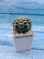 Gymnocalycium Quehlianum (Гимнокалициум)