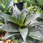 Сансевиерия JADE PAGODA BLACK