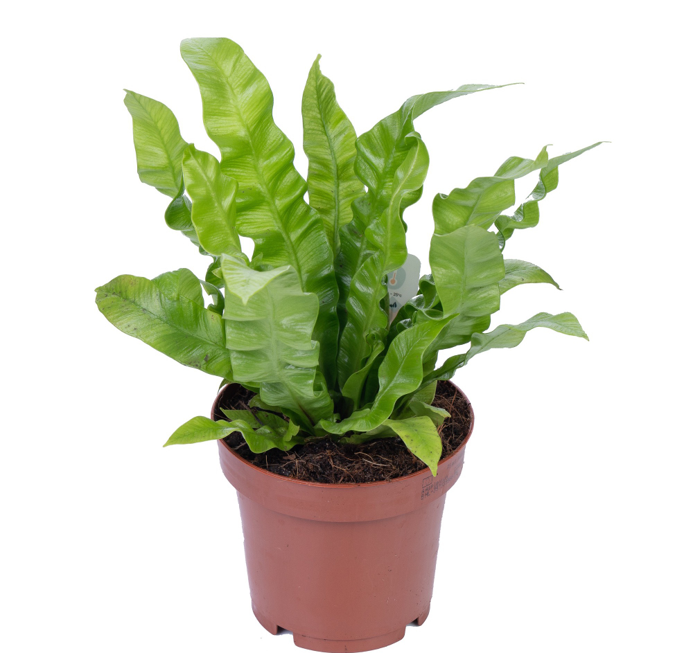 Асплениум Криспи Вэйв