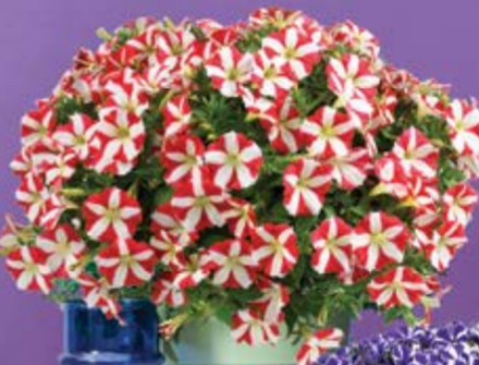 ЕВРО Petunia King of Hearts Imp НЕукор черенок конец октября 25