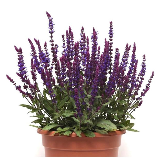 Шалфей дубравный Сальватор Блю Р9 Закупка М36 получение май-июнь 2026