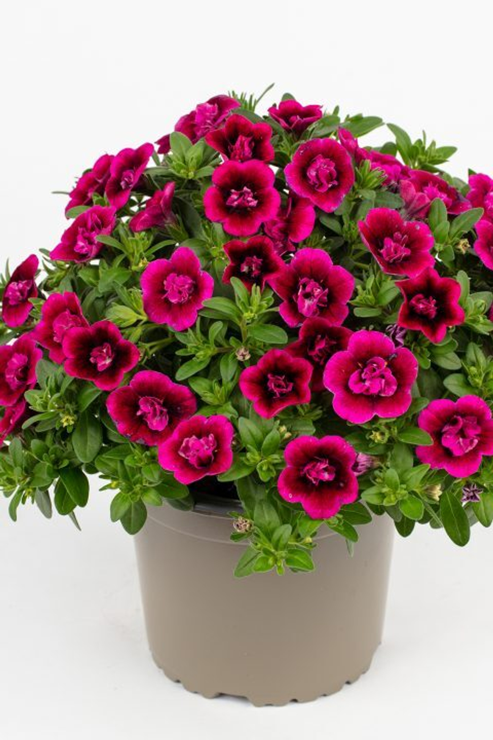 ЕВРО Калибрахоа CELEBRATION DOUBLE Smokin' Berries укореннный черенок ОКС март Koh