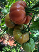 Пинк Кой F1 семена томата индетерминантного ( Yuksel Tohum / )