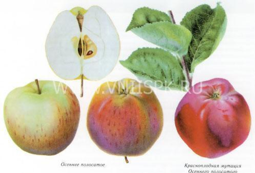 Яблоня Штрейфлинг (ОКС)