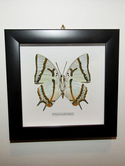 Бабочка Polyura eudamippus в рамке