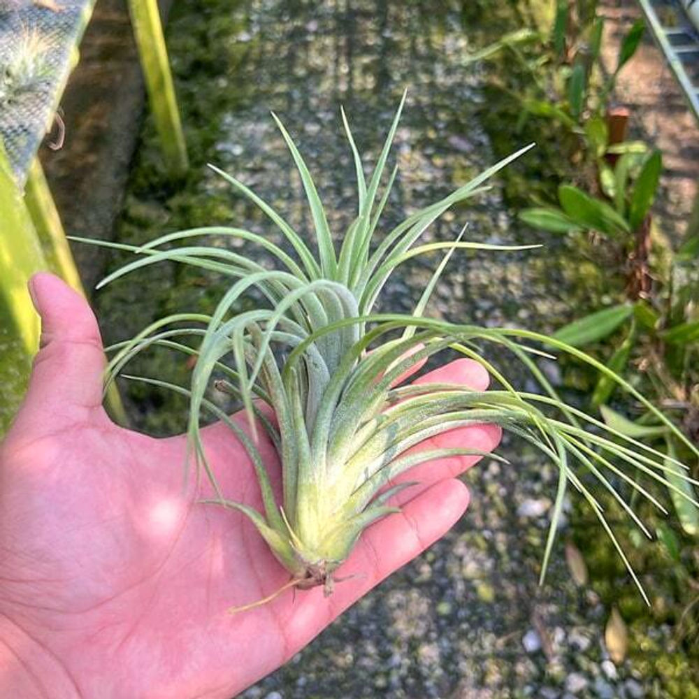 Тилландсия VICTORIA (IONANTHA x BRACHYCAULOS)