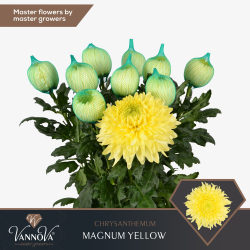 Magnum Yellow (NL)