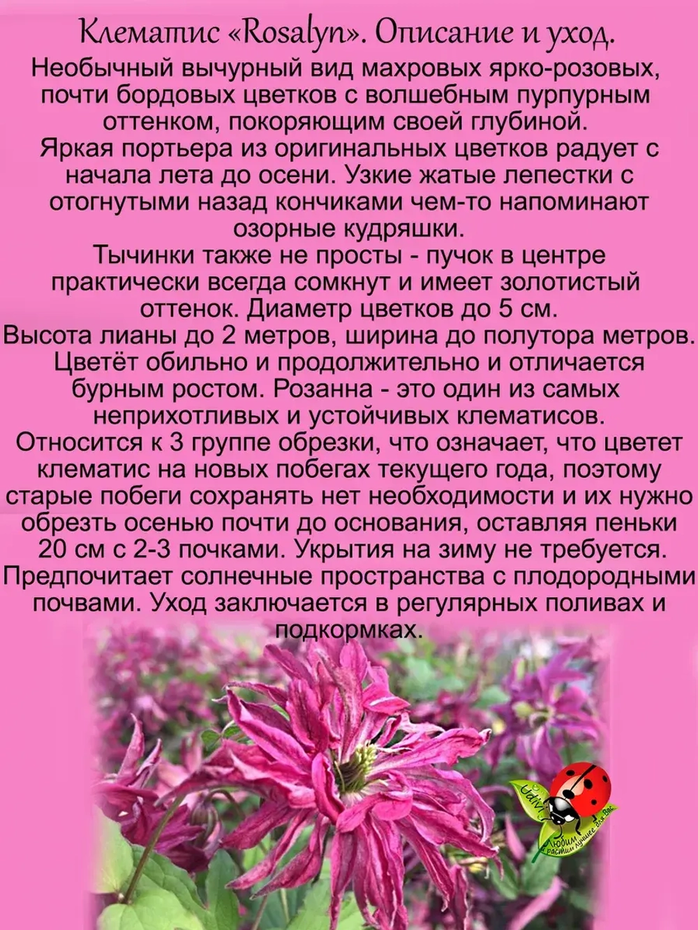 Клематис Розалин махровый