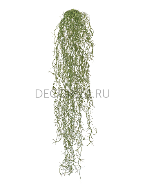 Тилландсия-паутинка Литл серо-зелёная припылённая д-70, ш-10/12 см 24/288 20.091608