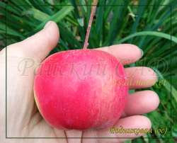 Яблоня Родниковая