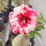 Адениум обесум 322