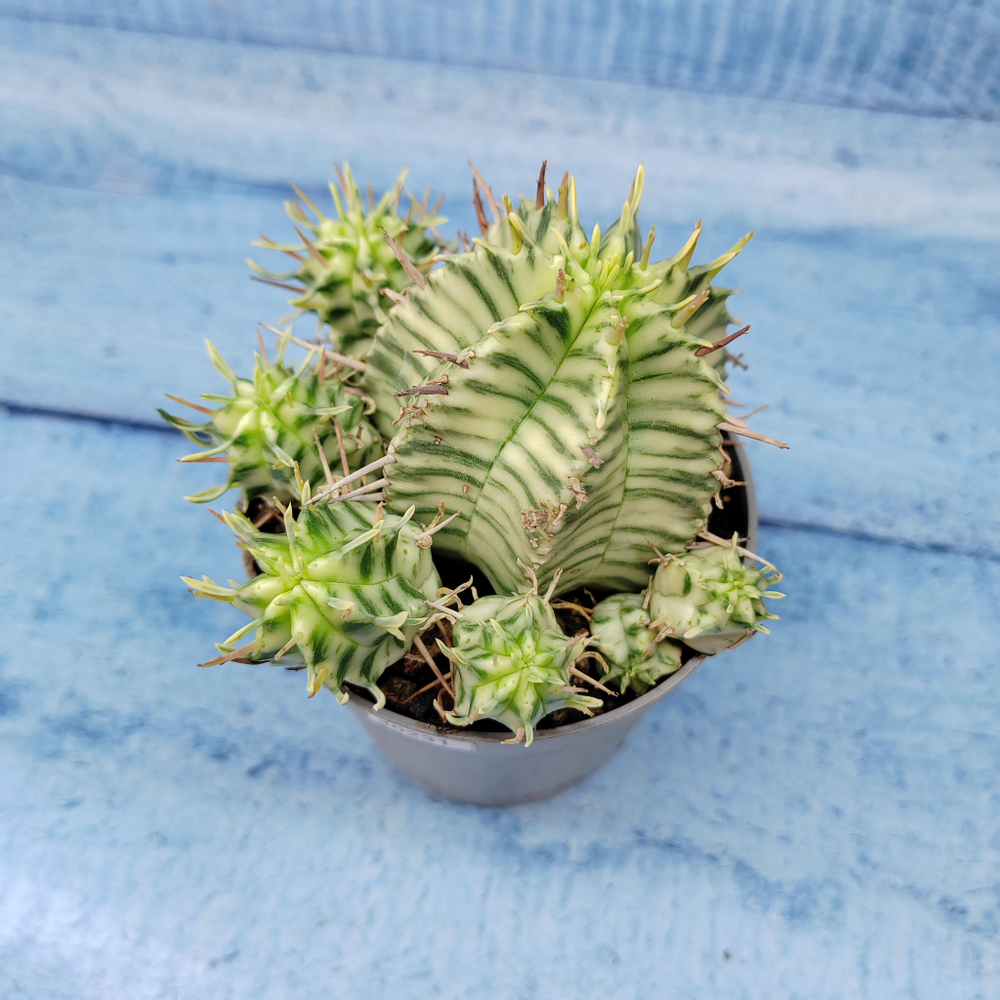 Euphorbia meloformis f. Variegated (Эуфорбия вариегатная)