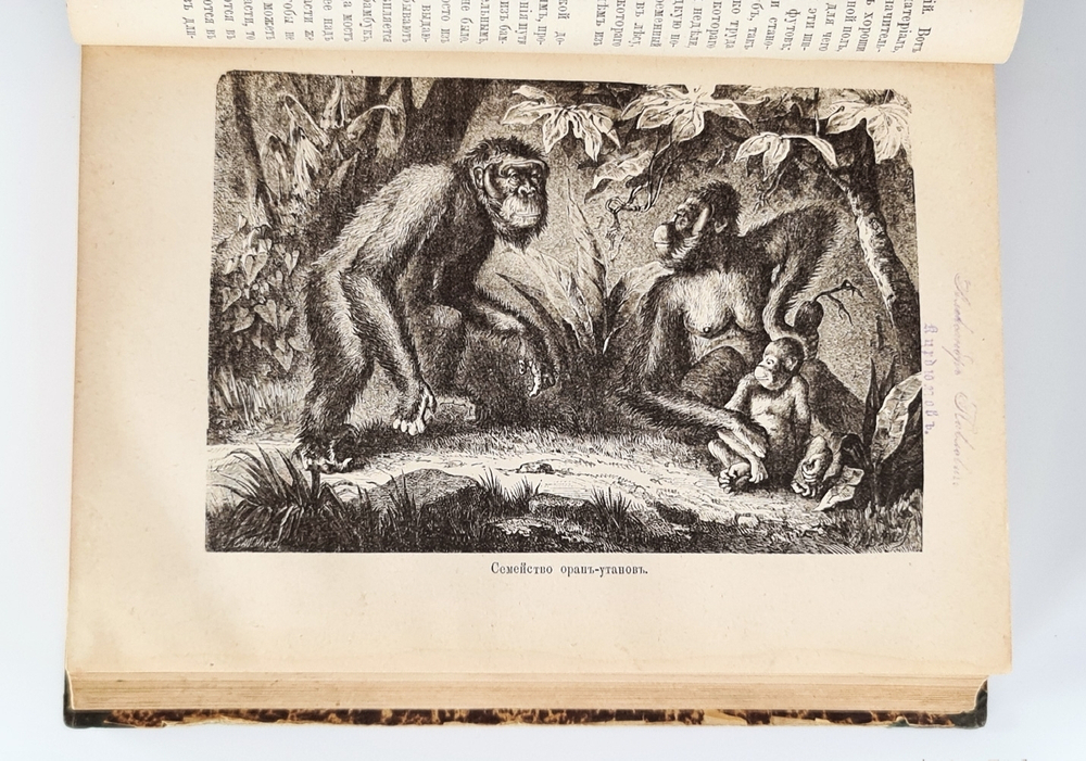 "Малайский архипелаг: Страна оранг-утана и райской птицы". А.Р.Уоллес. 1872г.