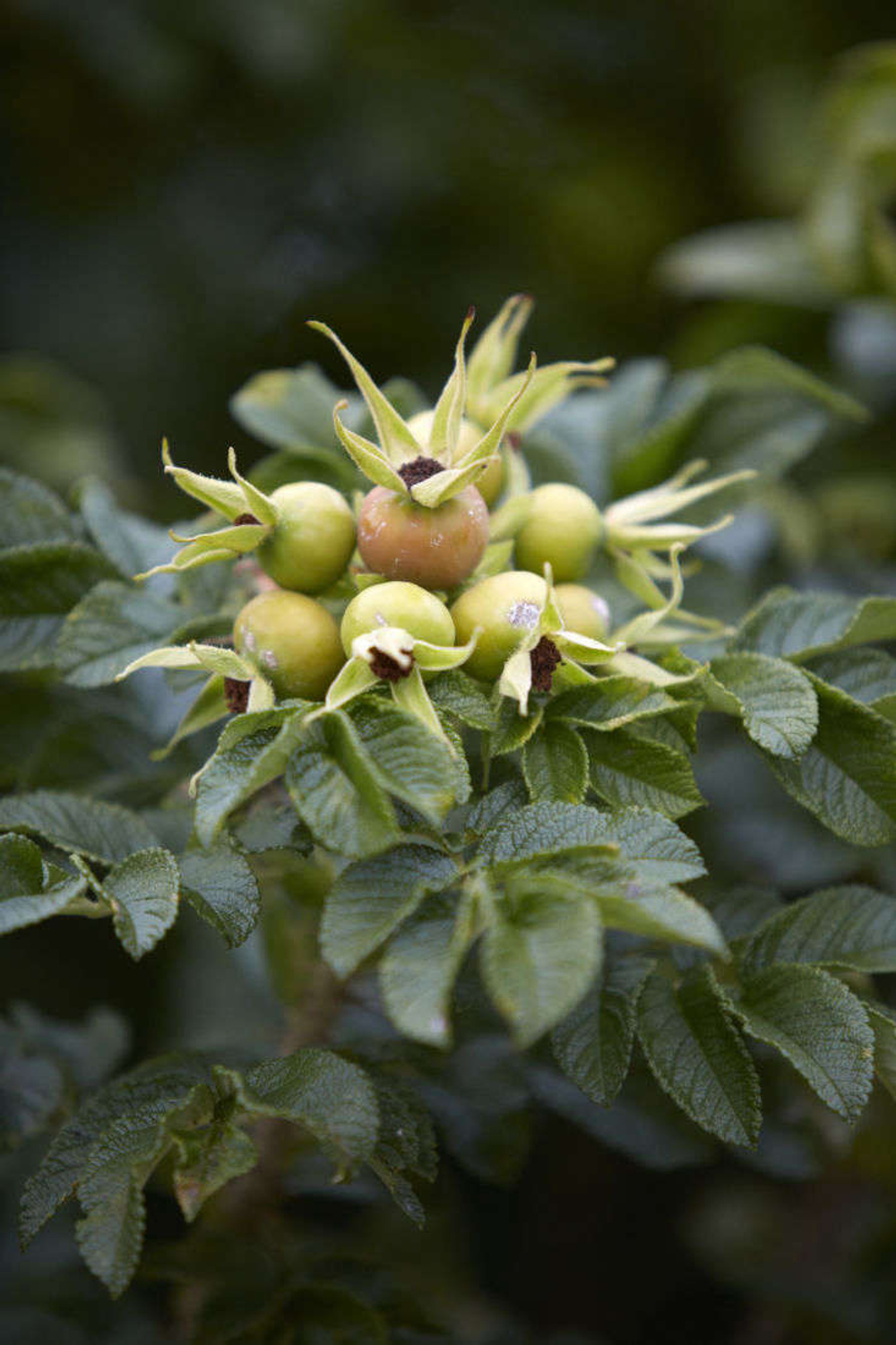 PHENYLETHYL TIGLATE 10% / ФЕНИЛЭТИЛТИГЛАТ CAS 55719-85-2