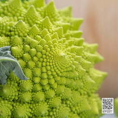 Пунтоверде F1 семена капусты цветной (Rijk Zwaan / Райк Цваан)