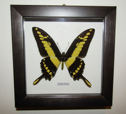 Бабочка Papilio thoas в рамке