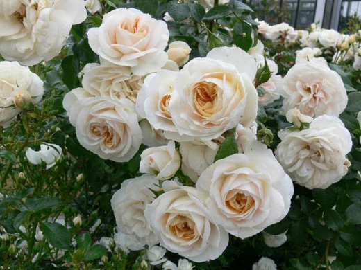 Роза Лионс Роуз штамб 130-140 см Закупка М21 весна 2026