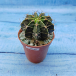 Gymnocalycium Friedrichii (Гимнокалициум)