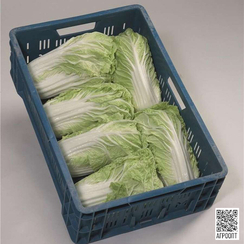 Мирако F1 семена капусты пекинской (Bejo / Бейо)